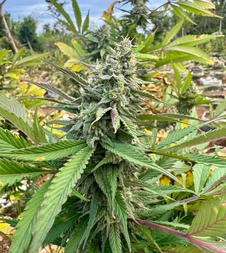 Wabba's Weed Adventure-Brighton District必去景点