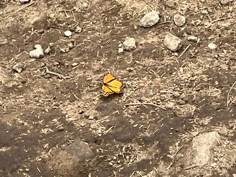 El Rosario Monarch Butterfly Preserve-中部墨西哥和墨西哥湾沿岸必去景点