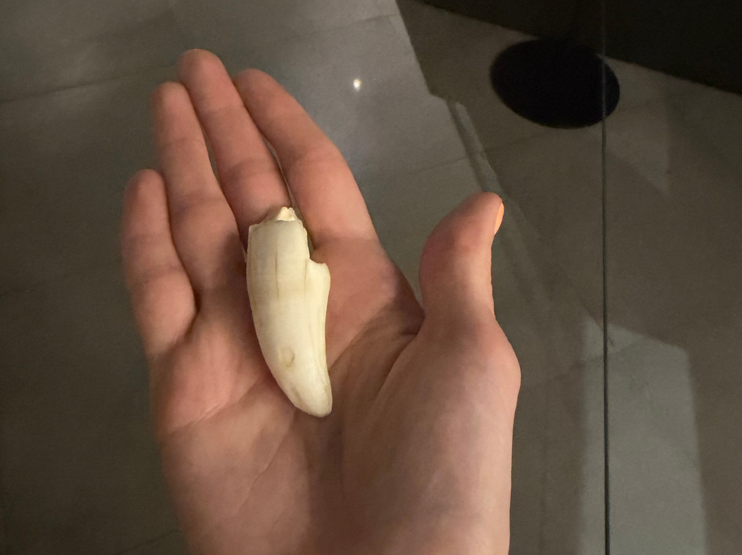 Dubai Crocodile Park-迪拜必去景点