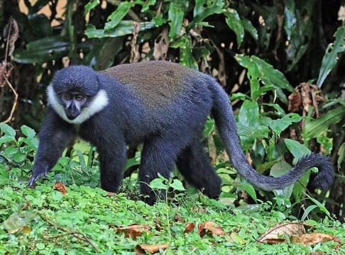 Nyungwe National Park - Rwanda-Western Province必去景点