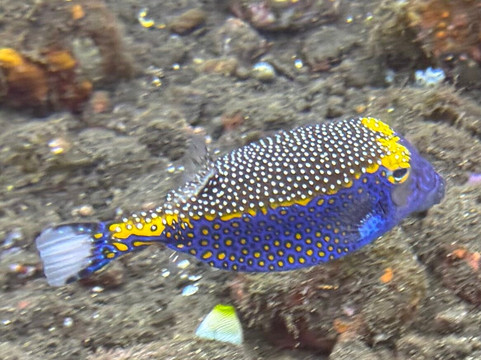 Let's Dive Tulamben-图兰本必去景点