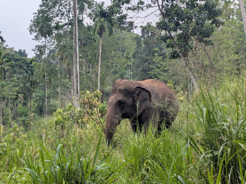 Elephant Freedom Project-凯格勒 必去景点