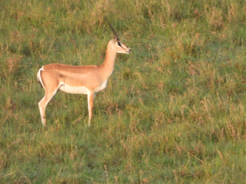 Balloon Safaris Ltd.-马赛马拉国家野生动物保护区必去景点