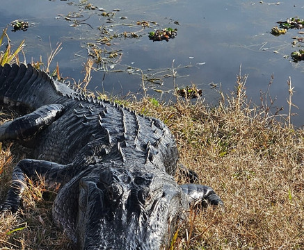 Lake Apopka Wildlife Drive-Apopka必去景点