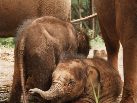 Elephant Freedom Village-清迈必去景点