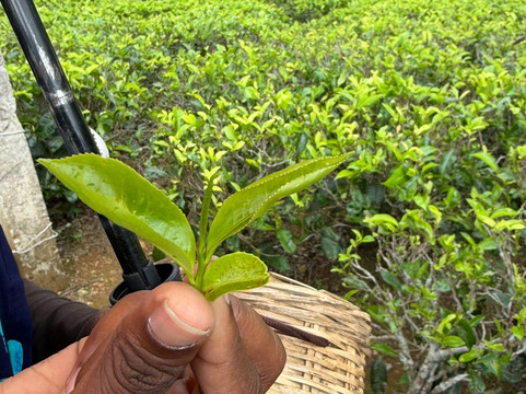 Blue Field Tea Factory-拉马伯达必去景点