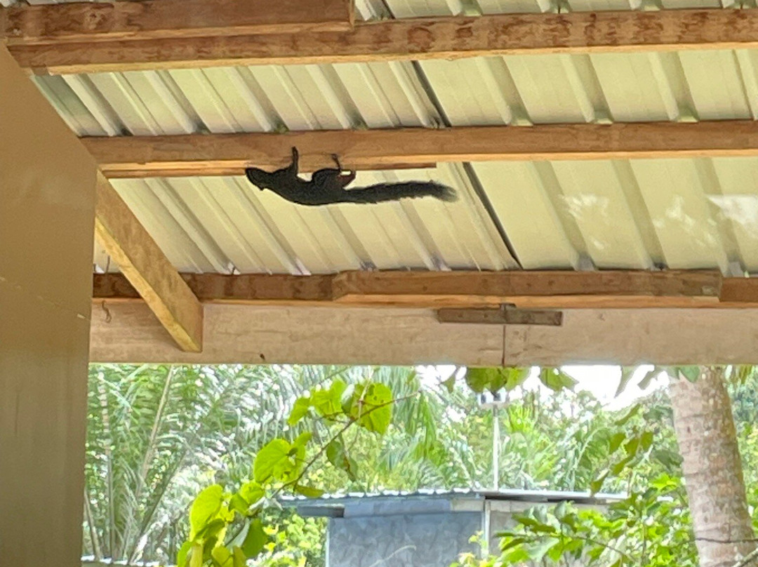 Sukau River Homestay主图