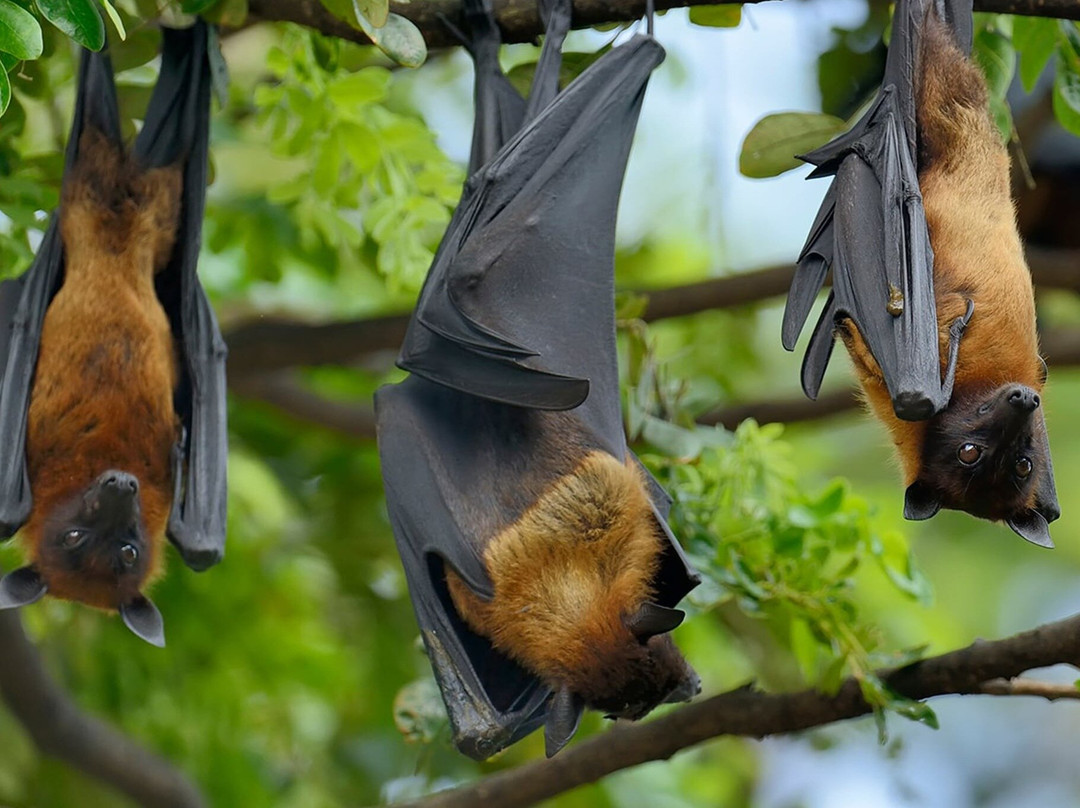 Green Zanzibar Tours & Safari Limited