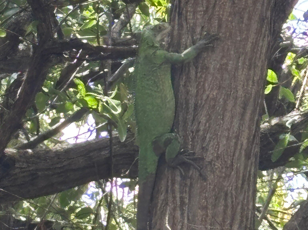 Matt'Excursions Nautiques-Le Francois必去景点