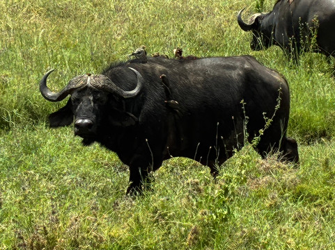 Watatu Travel-阿鲁沙必去景点