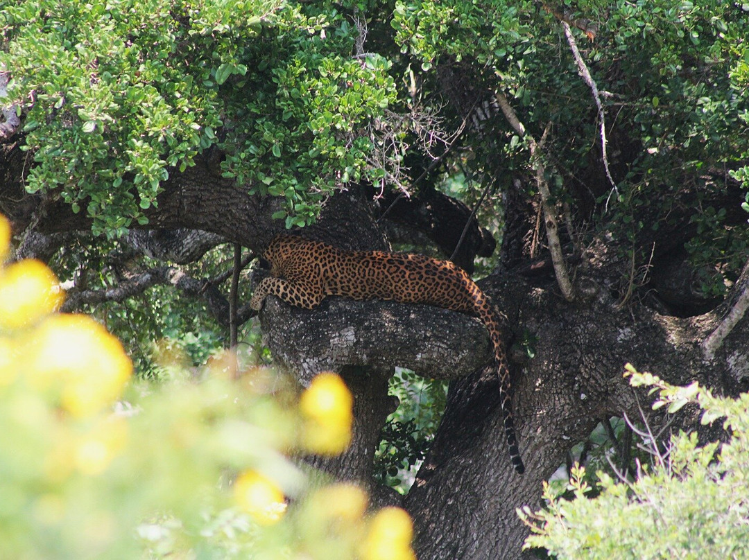 Bundala Wings And Wild Guilde Tours-Hambantota必去景点