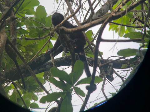 Birding Pipeline Panama-甘博阿必去景点