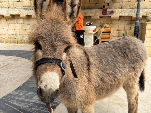 Tax-xierfa Museum-拉巴特必去景点