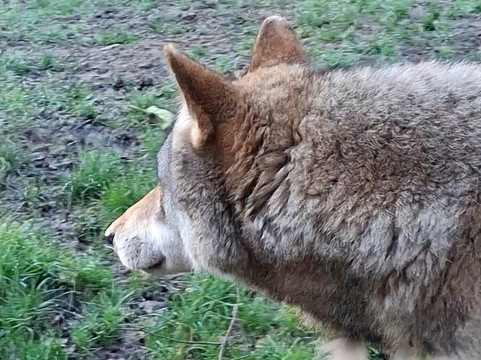 Parc Animalier De Sainte-croix-Rhodes必去景点