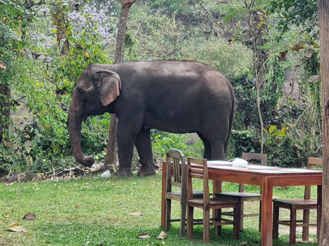 All Lao Elephant Camp-琅勃拉邦必去景点