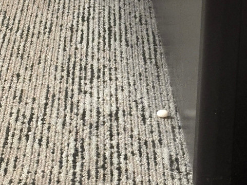 底特律沃伦万豪TownePlace酒店主图