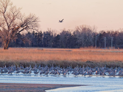 Crane Trust-Wood River必去景点