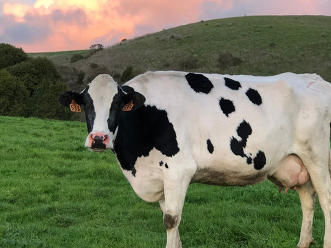 Point Reyes Farmstead Cheese Co.-Point Reyes Station必去景点
