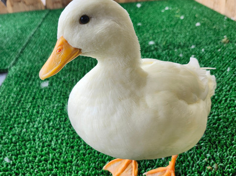 东南植物乐园-冲绳市必去景点