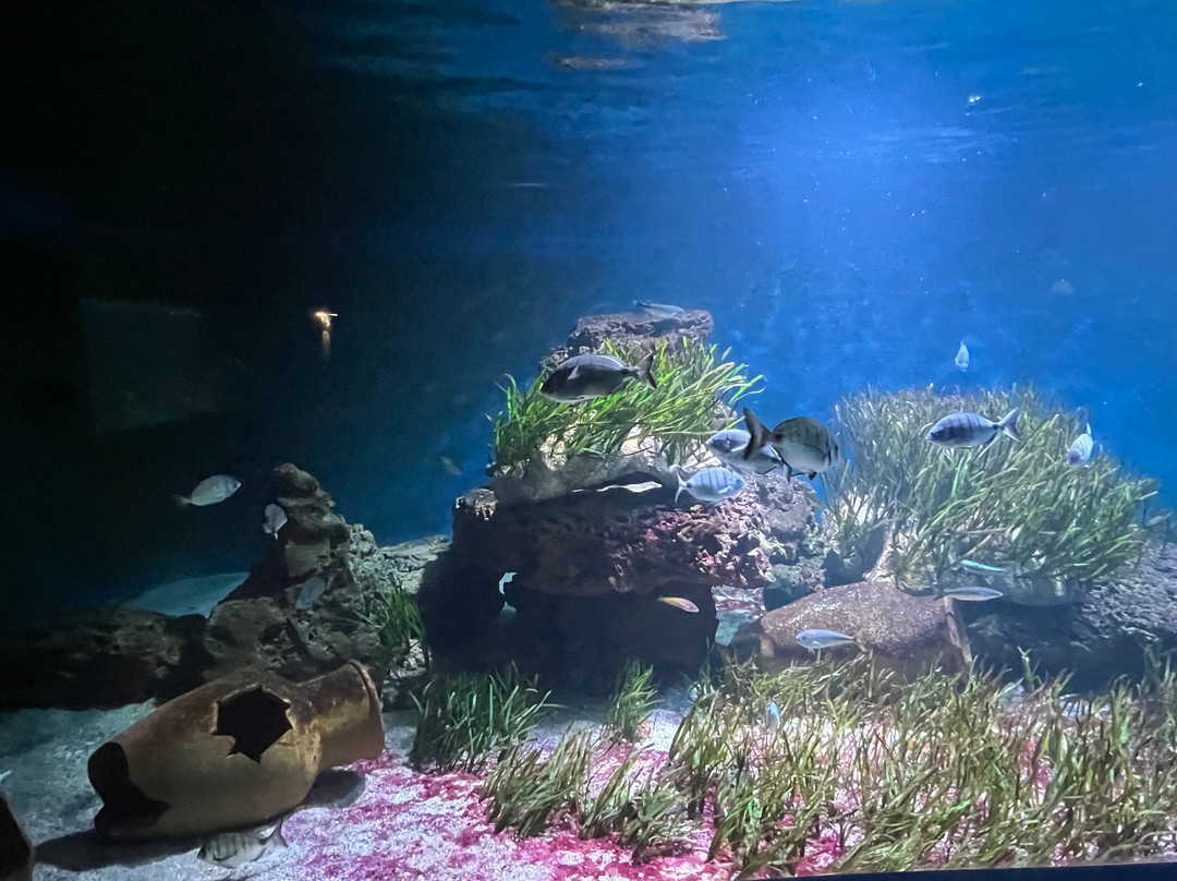 Aquarium de Vendée-Talmont Saint Hilaire必去景点
