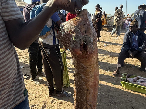 Happy Excursions Senegal-莫布瓦必去景点
