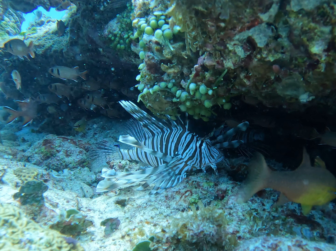 Orca Dive Club - Pereybere-Pereybere必去景点