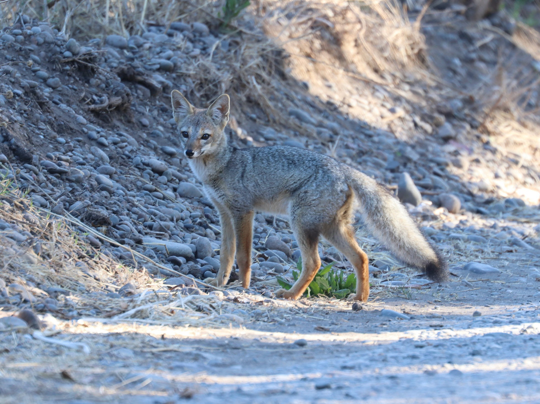 Albatross Birding & Wildlife Photography in Chile-圣地亚哥必去景点