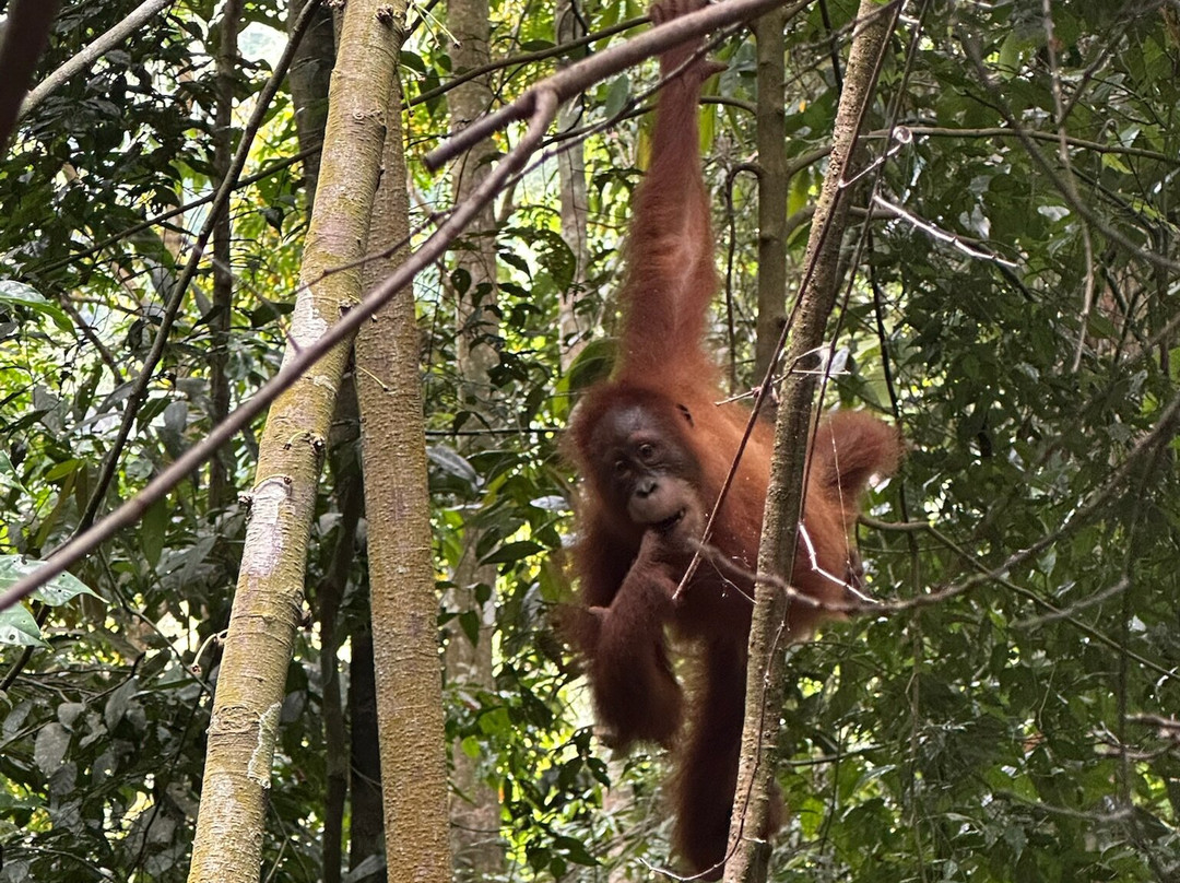 Sumatra Tour Adventures-武吉拉旺必去景点