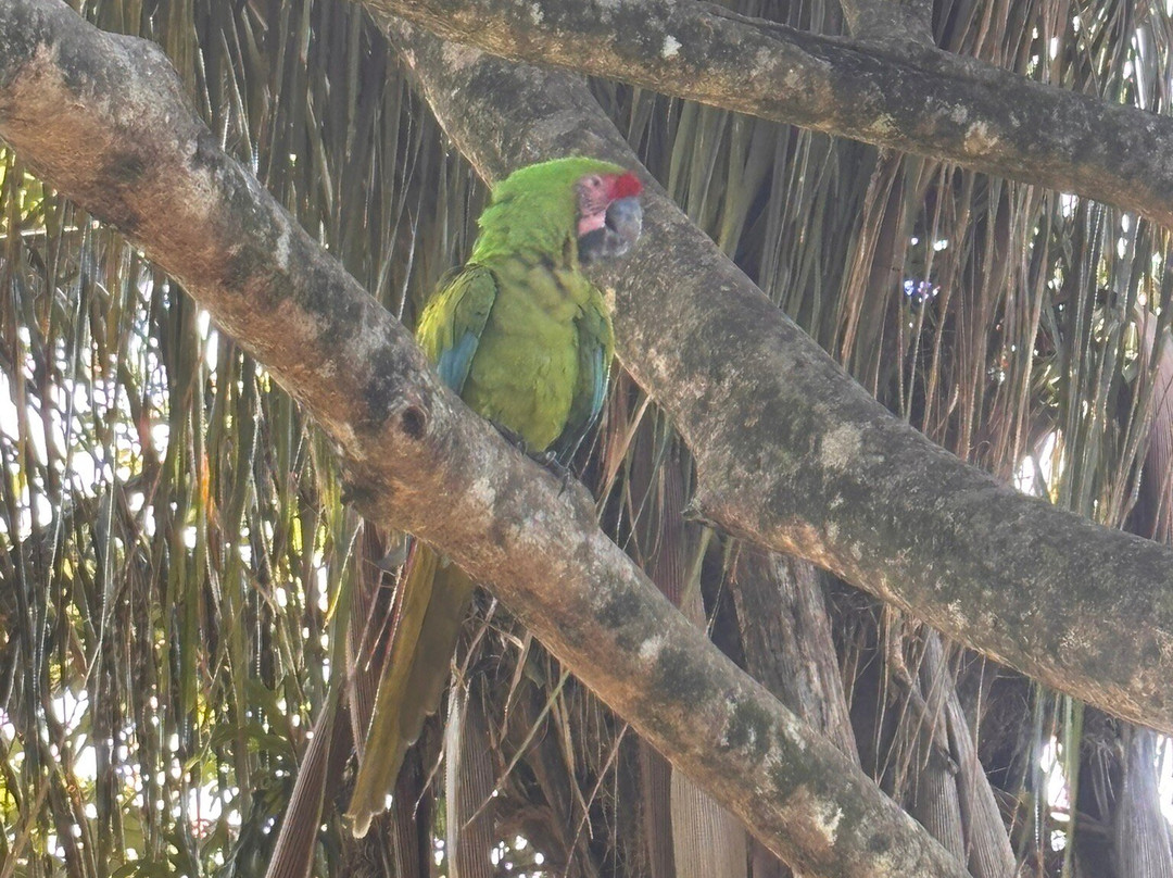 Ara Manzanillo-Manzanillo必去景点