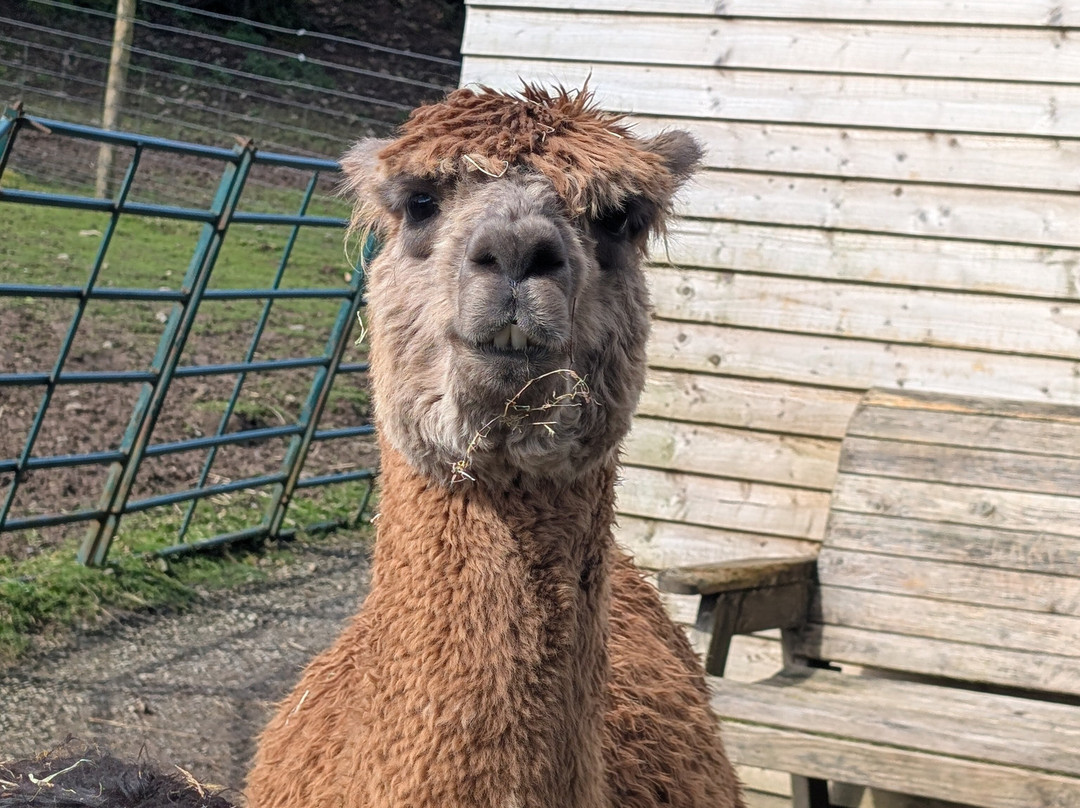 Lydford Gorge Alpacas-Lydford必去景点