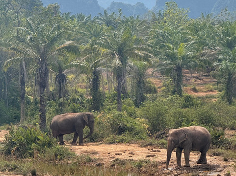 Following Giants - Krabi-Khlong Hin必去景点