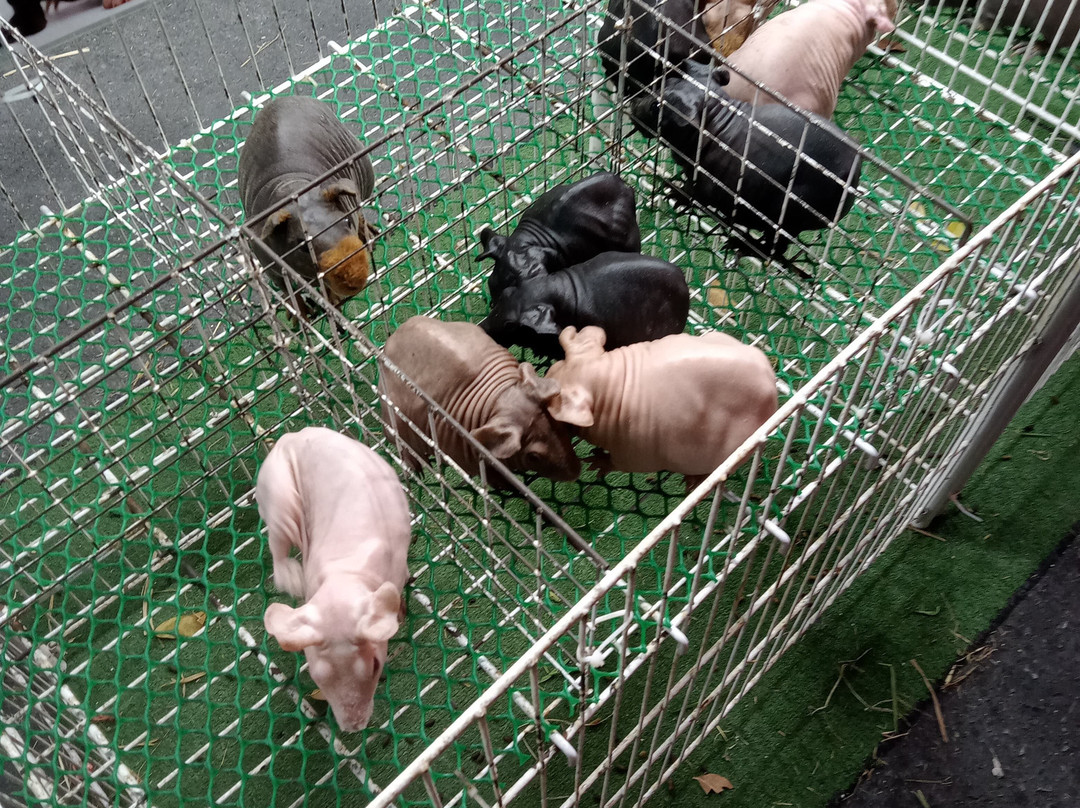 Saturday Night Market-素叻他尼必去景点