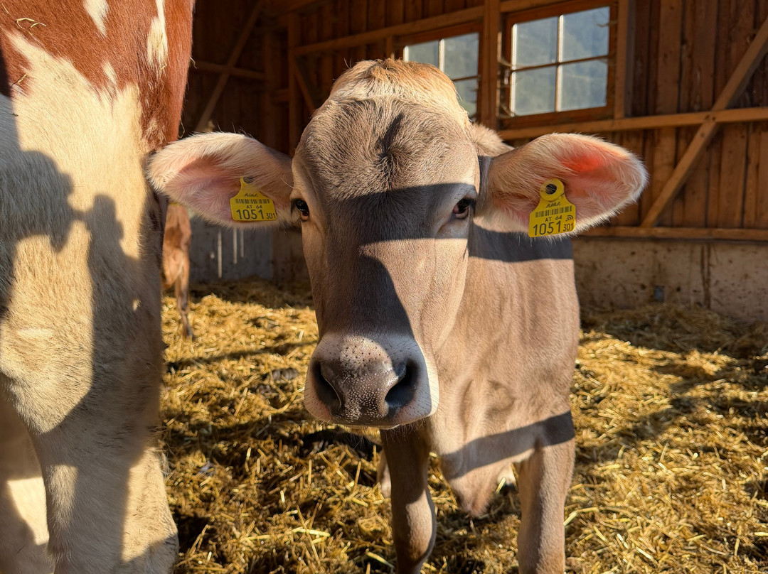 素藤霍夫农家乐主图