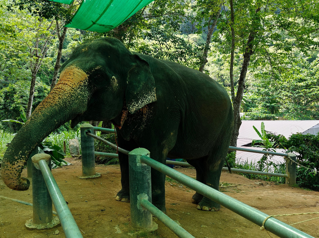 Phuket Elephant Care-奈通必去景点