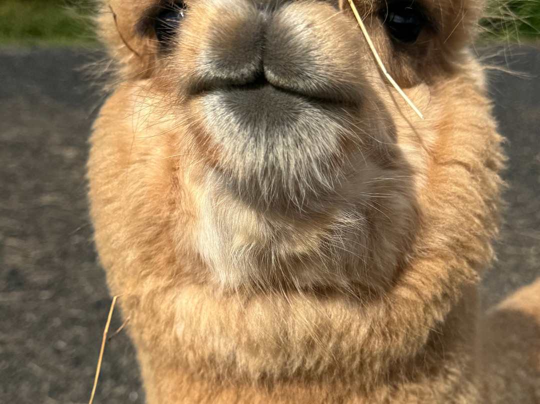 Stoke Wood Alpacas-汤顿必去景点