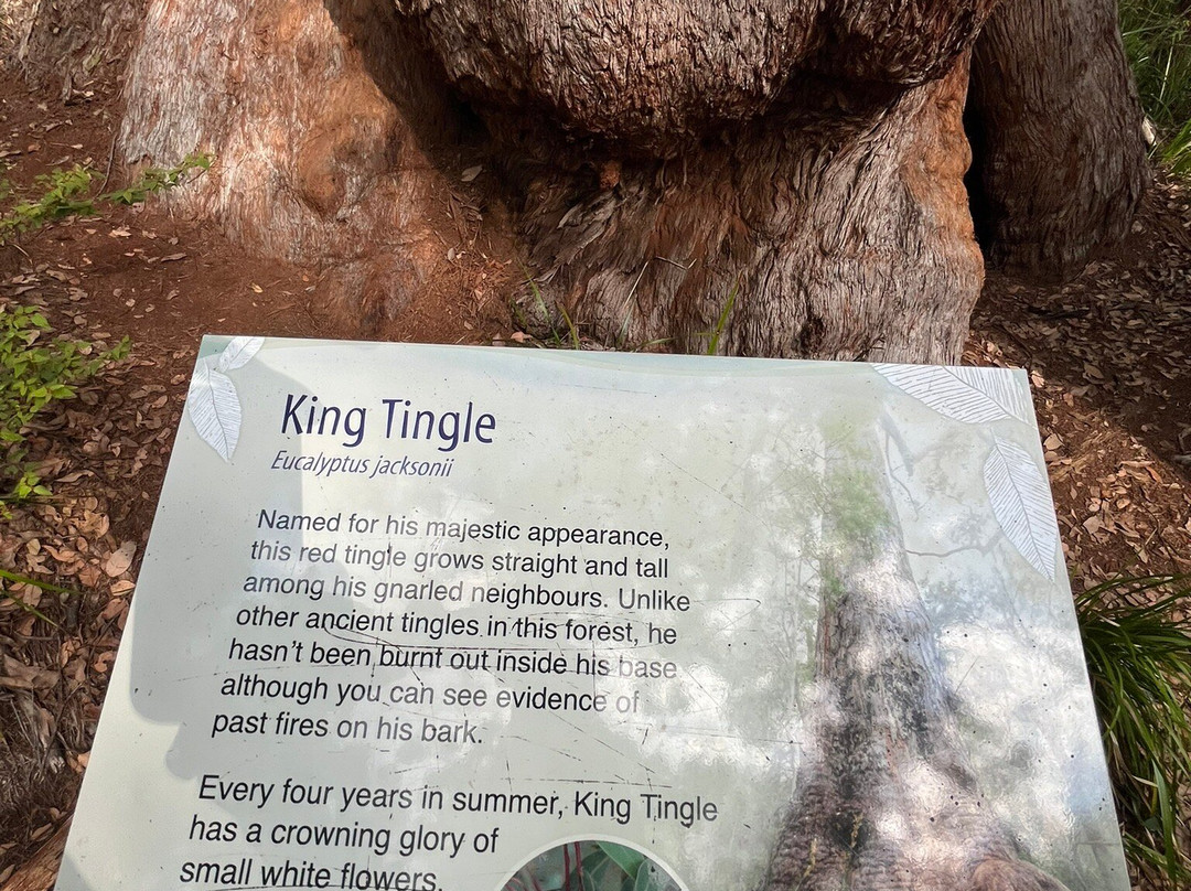 Valley of the Giants Tree Top Walk-Nornalup必去景点