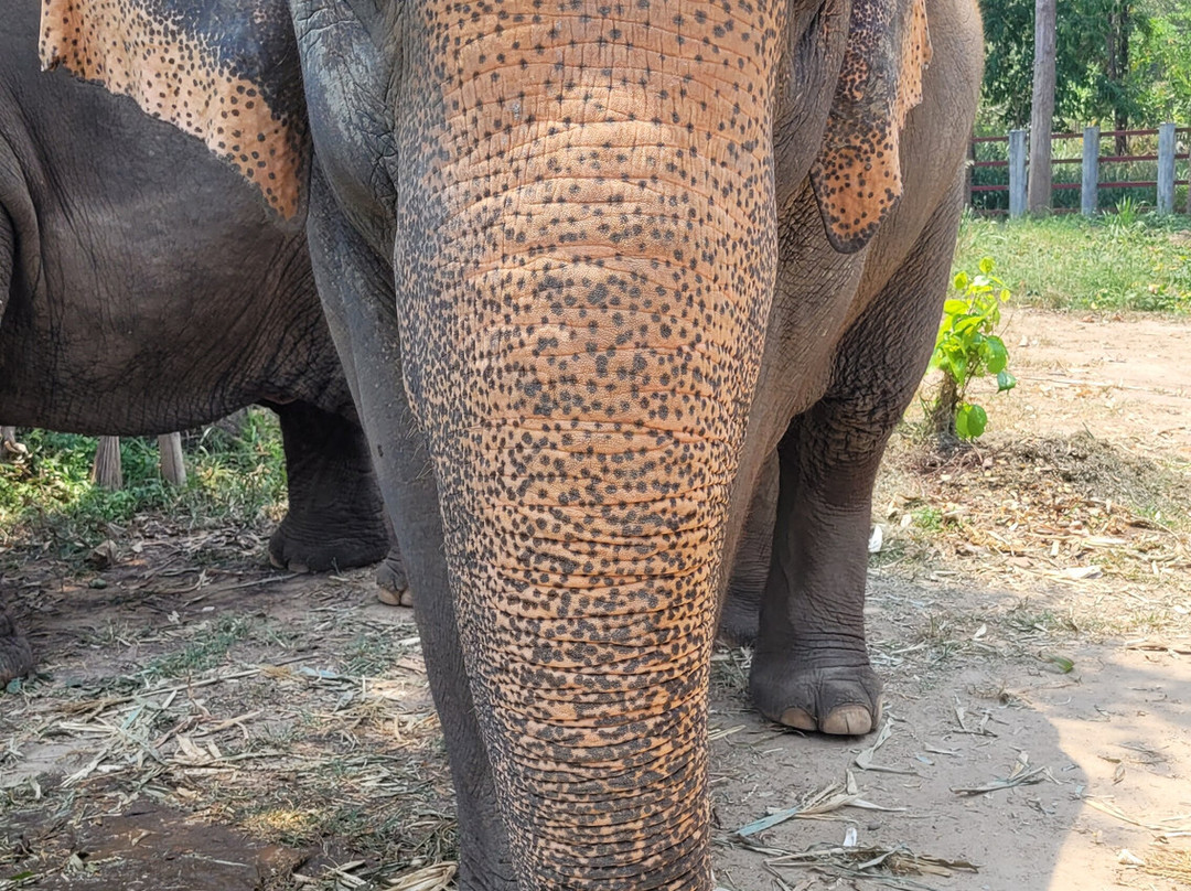 Maerim Elephant Sanctuary-夜林必去景点