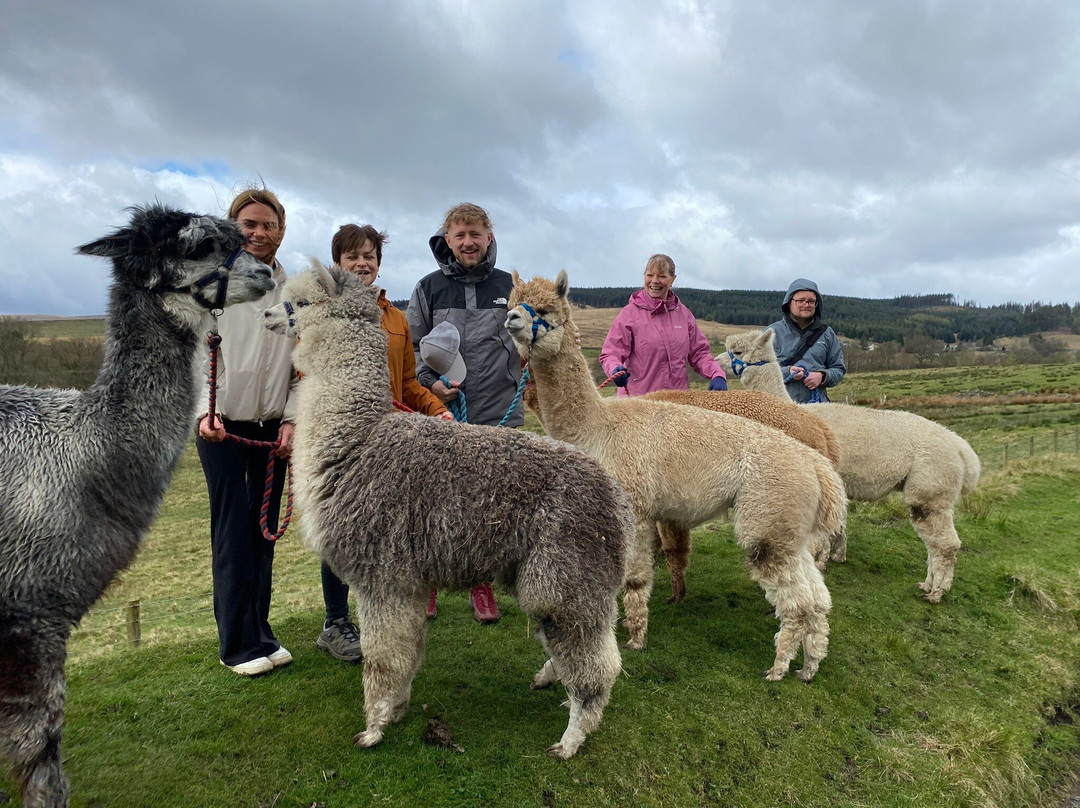 Ferny Rigg Alpacas-赫克瑟姆必去景点