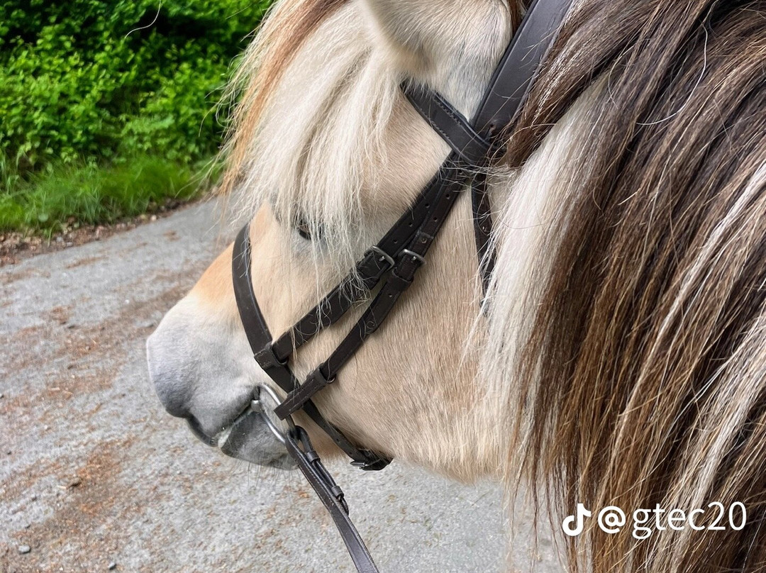 Derbyshire Pony Trekking-Mansfield必去景点