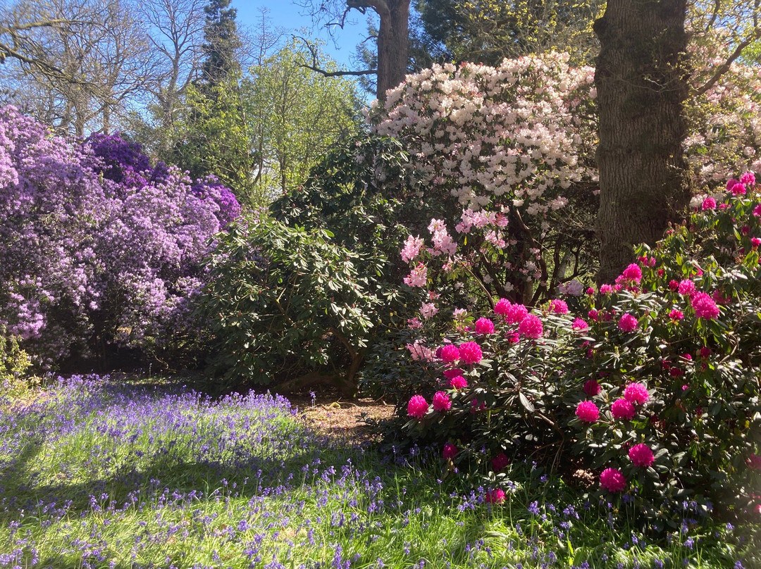 Bowood Woodland Garden-Calne必去景点