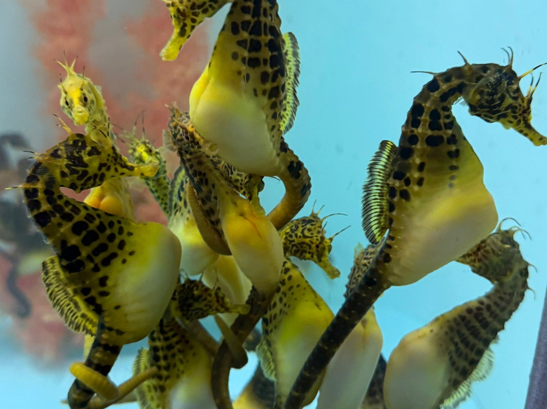 Seahorse World-Beauty Point必去景点