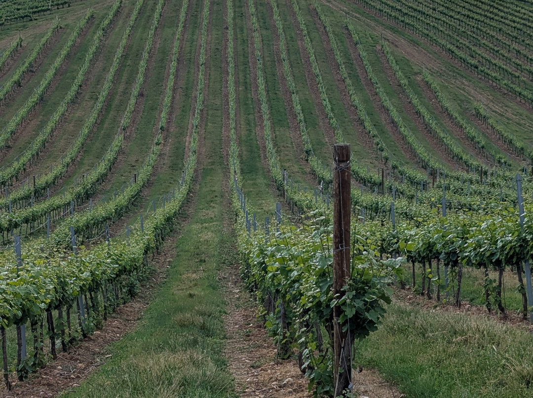 Bodegas Emilio Moro Bierzo-蓬费拉达必去景点