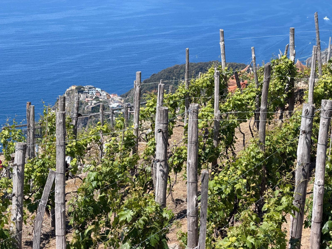 Azienda Agricola Capellini Luciano-佛拉斯特拉必去景点