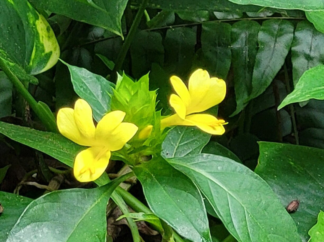 Phantasea Tropical Botanical Garden-圣 托马斯必去景点