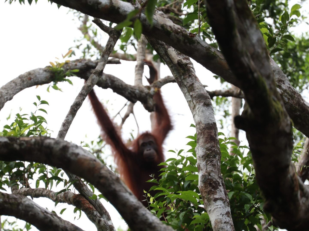 Dolphindo Tour Orangutan Tanjung Puting-Kumai必去景点
