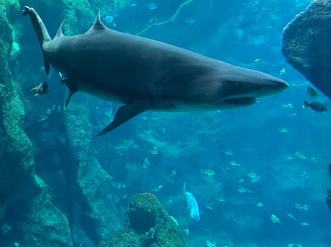 Aquarium La Rochelle-拉罗谢尔必去景点