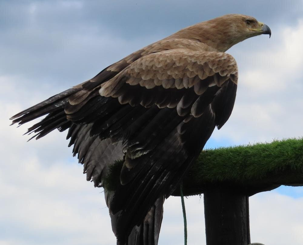 Eagle Heights Wildlife Foundation-Eynsford必去景点