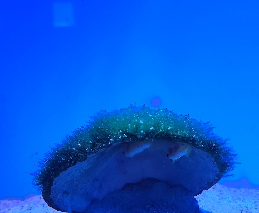 冲绳美之海水族馆-本部町必去景点