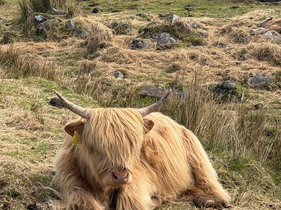 Best Scottish Tours-达农必去景点