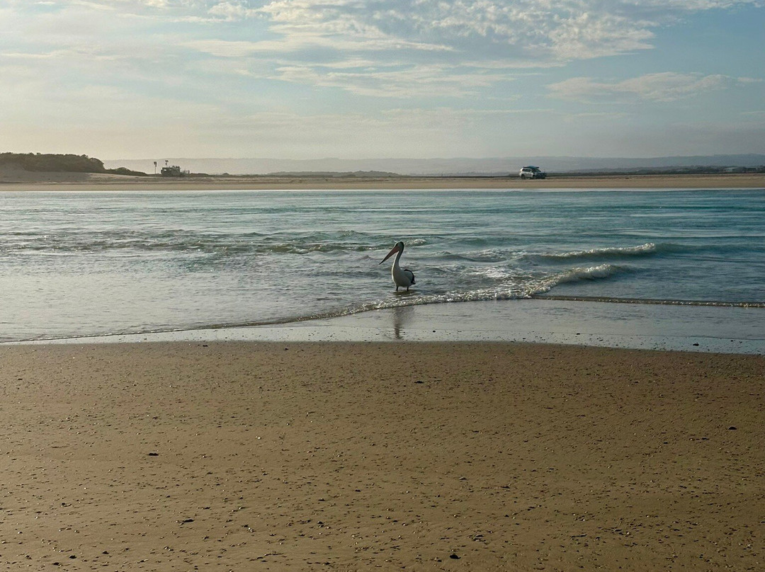 Canoe The Coorong - Day Tours-Hindmarsh Island必去景点